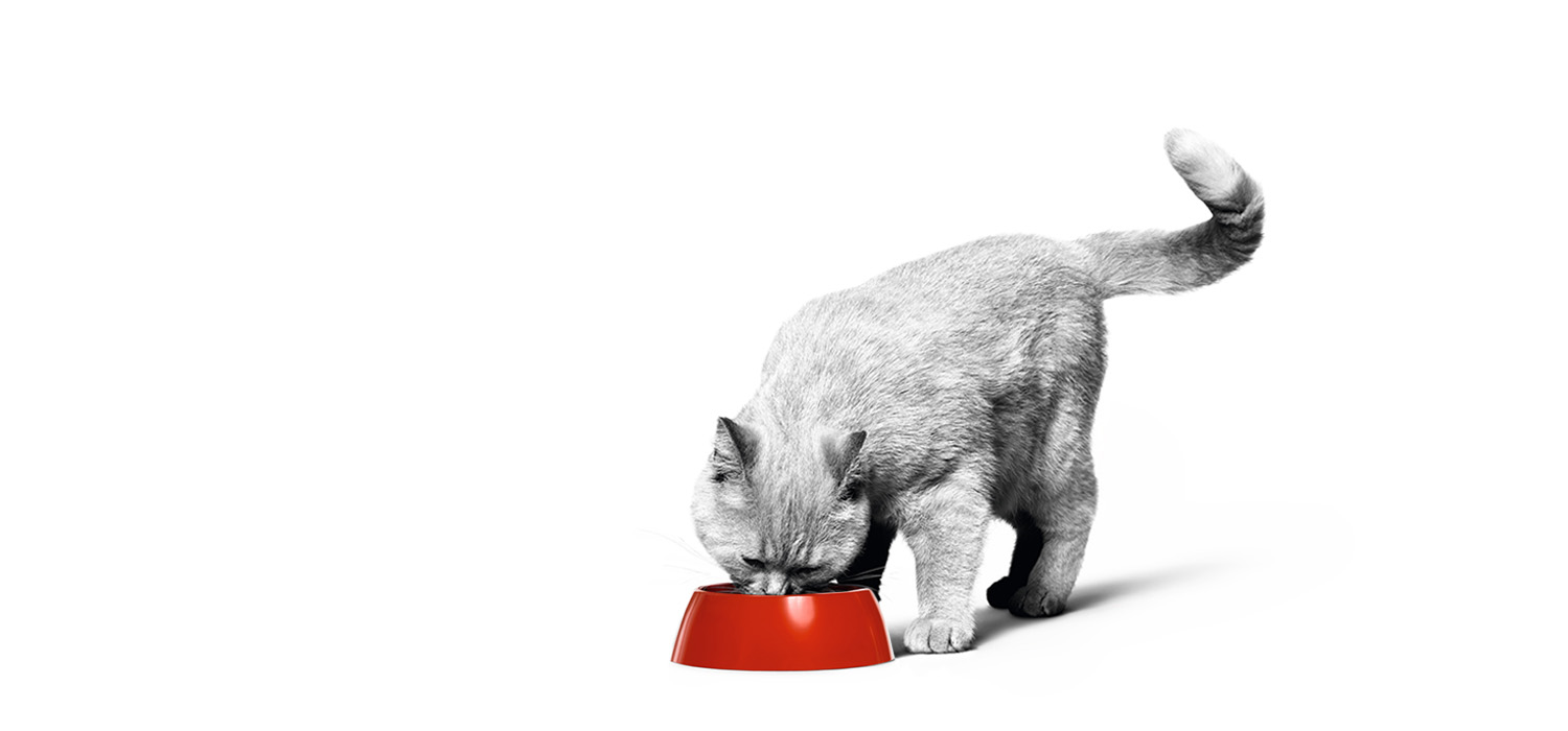 Royal Canin kat eet uit voerbak