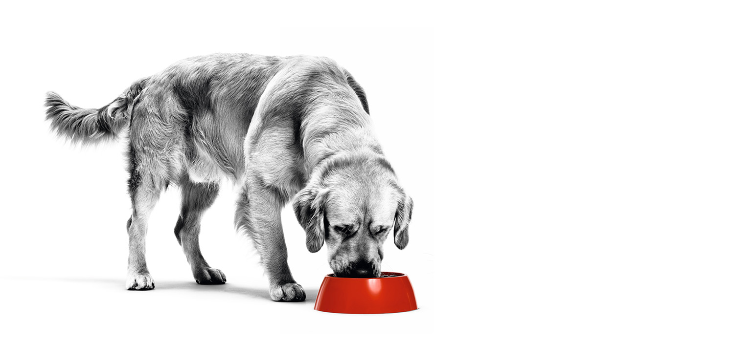Royal Canin hond eet uit voerbak